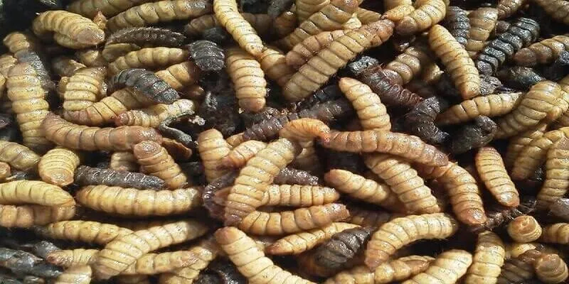 Cách Nuôi Gà Đá Tới Pin cách cho gà ăn