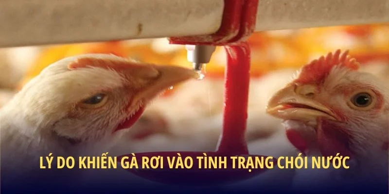 Lý do khiến gà rơi vào tình trạng chói nước