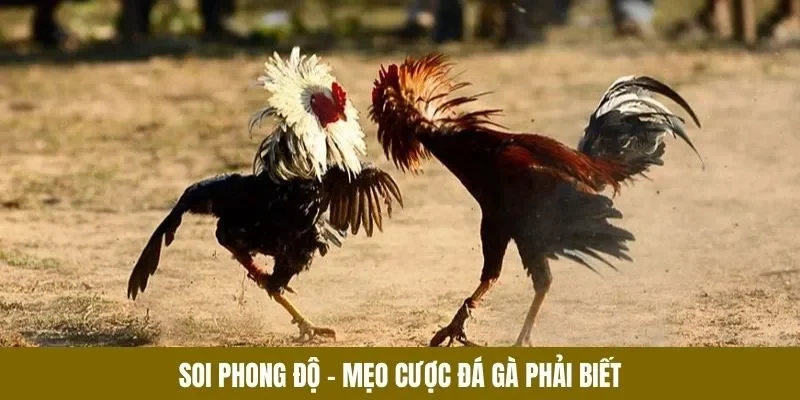 Soi phong độ - Mẹo cược đá gà phải biết