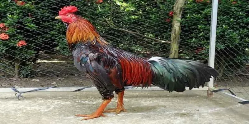 xem tướng gà chọi là gì