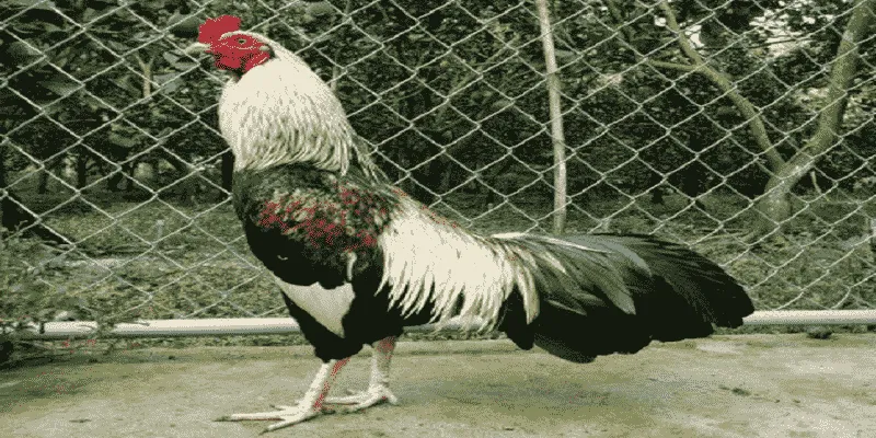 Cách Nuôi Gà Đá Không Bị Hốc là gì